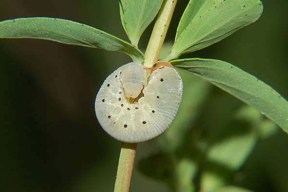 Bruchi sconosciuti del Parco del Ticino